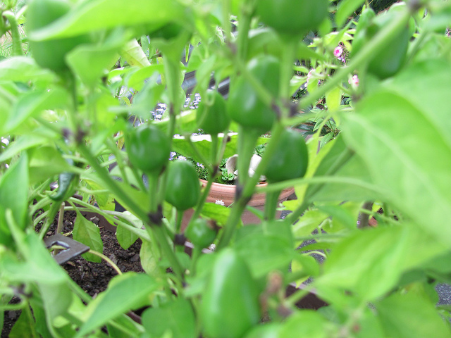 Piment de cayenne