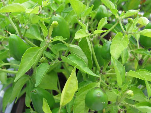 Piment de cayenne (Capsicum frutescens)