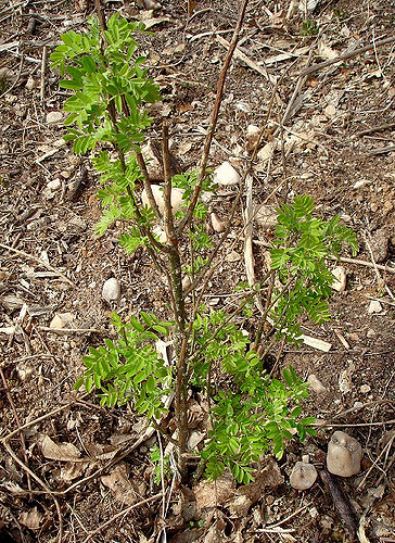 Caraganier de sibérie (Caragana arborescens)