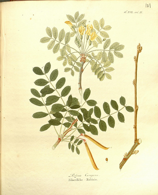 Caraganier de sibérie