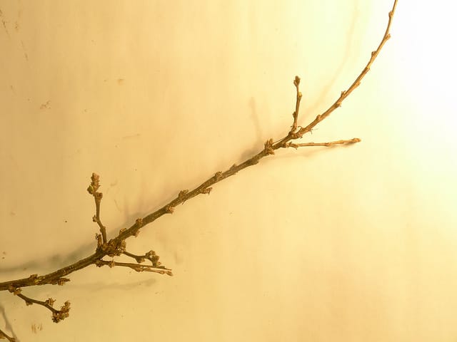 Arbre aux pois buissonnant (Caragana frutex)