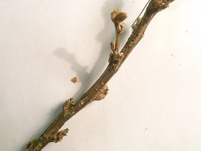 Arbre aux pois buissonnant