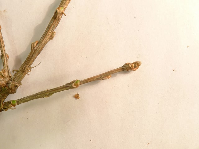 Arbre aux pois buissonnant