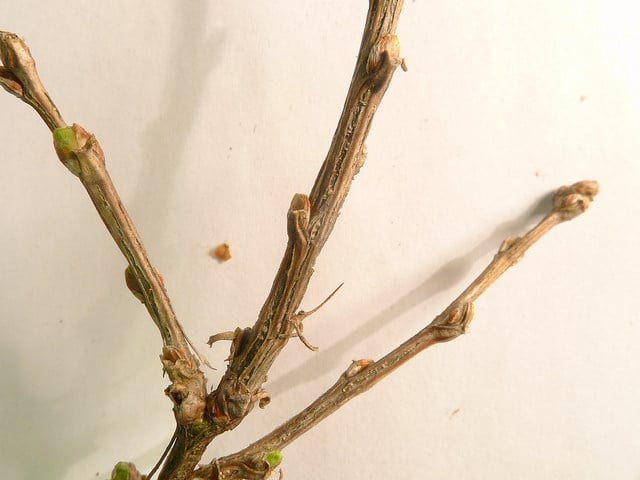 Arbre aux pois buissonnant