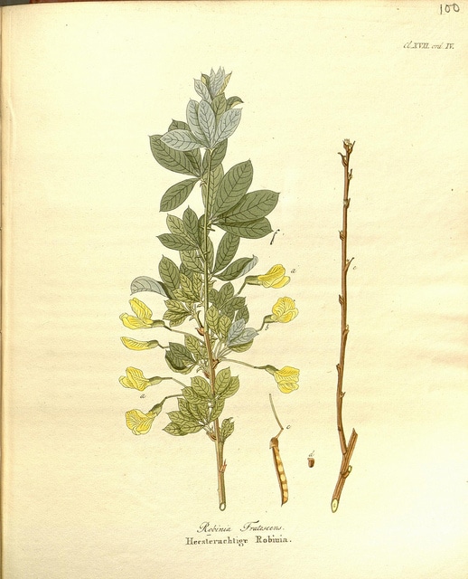 Arbre aux pois buissonnant