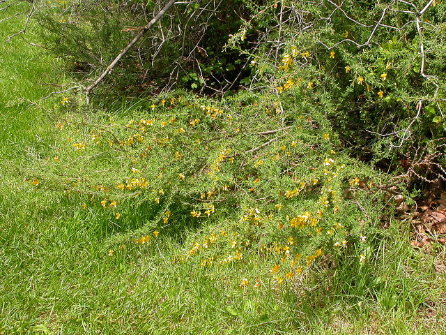Caragana pygmaea