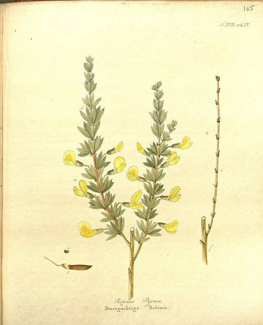 Caragana pygmaea