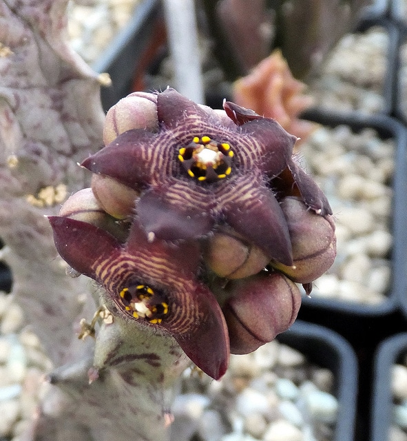 Caralluma europaea