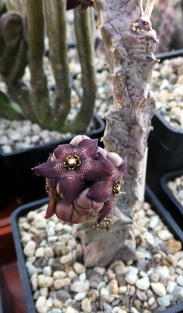 Caralluma europaea