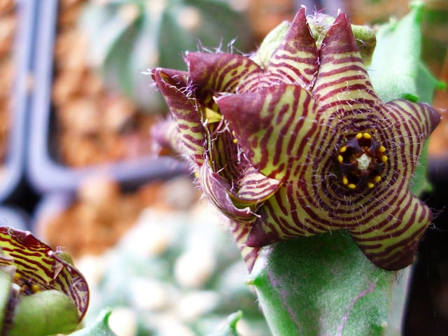 Caralluma europaea
