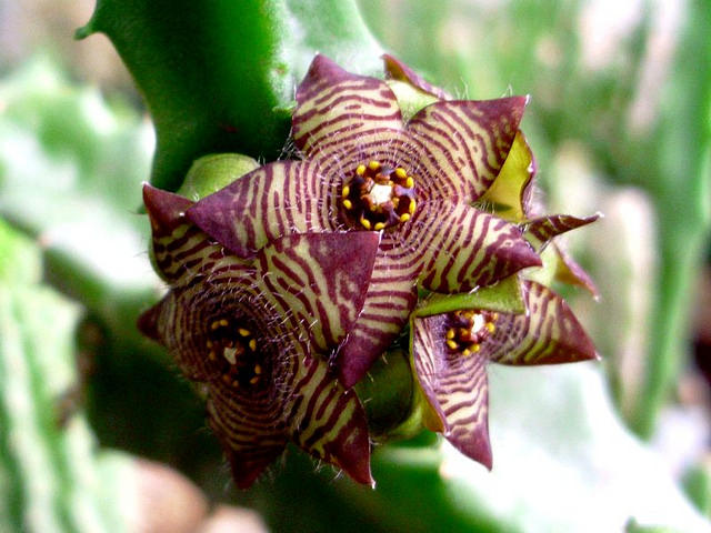 Caralluma europaea