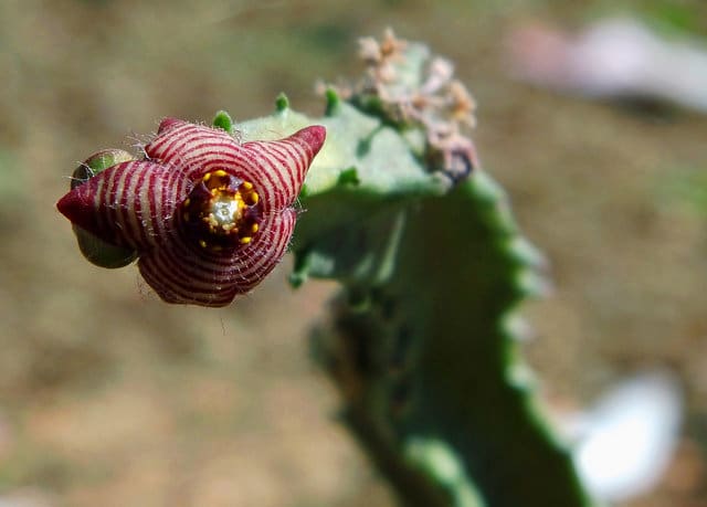Caralluma europaea