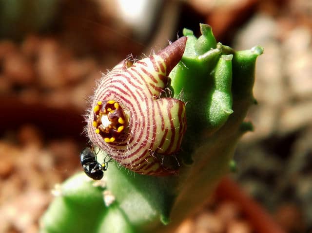 Caralluma europaea (Caralluma europaea)