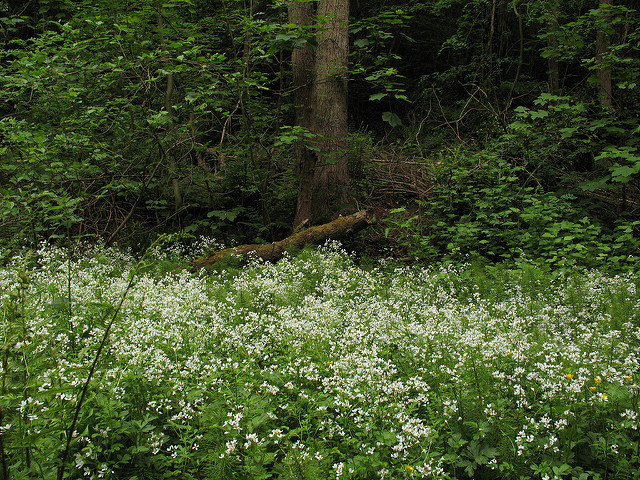 Cardamine amère