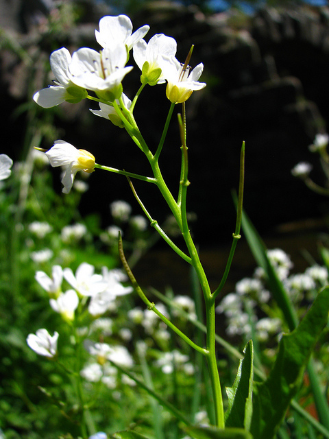 Cardamine amère
