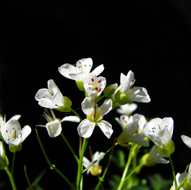 Cardamine amère