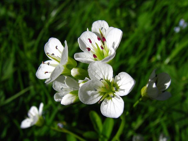 Cardamine amère