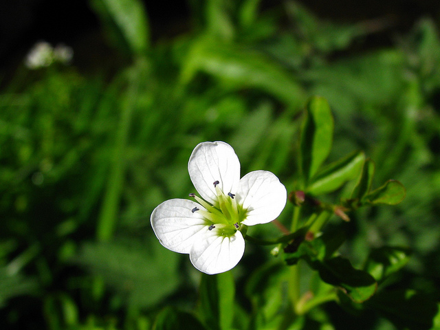 Cardamine amère (Cardamine amara)