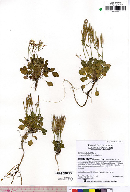 Cardamine des alpes (Cardamine bellidifolia)
