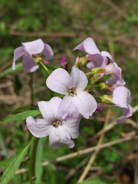 Cardamine à bulbilles