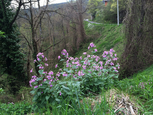 Cardamine à bulbilles