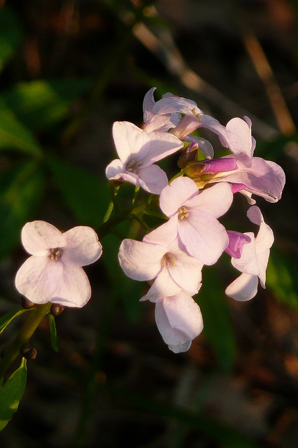 Cardamine à bulbilles