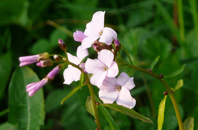 Cardamine à bulbilles