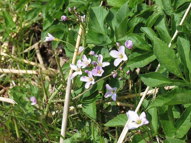 Cardamine à bulbilles