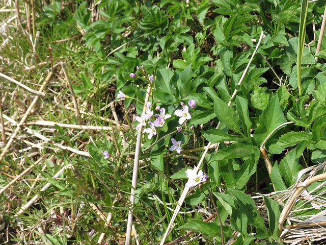 Cardamine à bulbilles (Cardamine bulbifera)