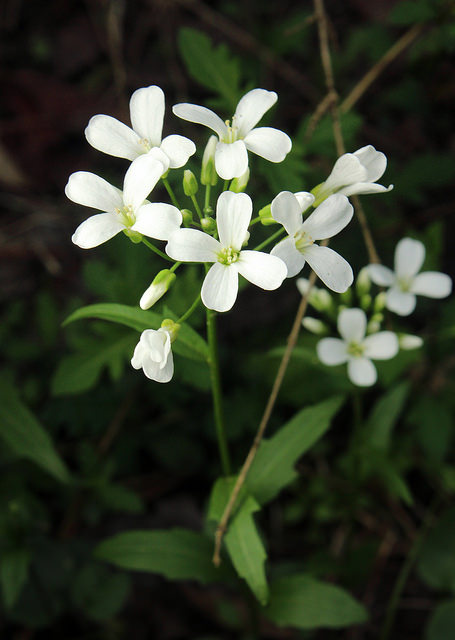 Cardamine bulbosa