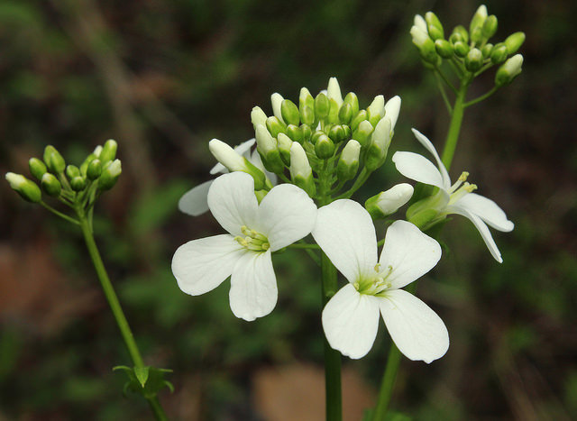 Cardamine bulbosa