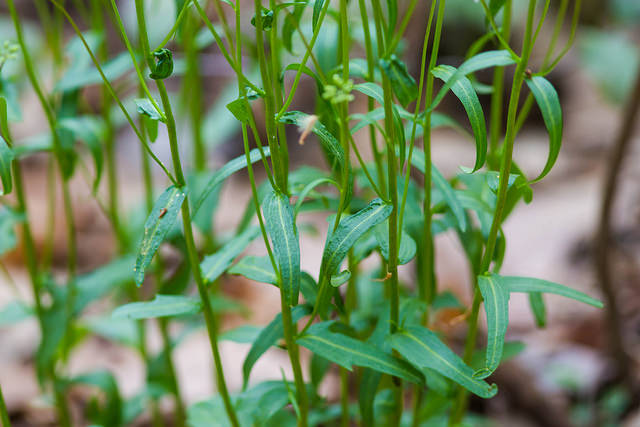 Cardamine bulbosa