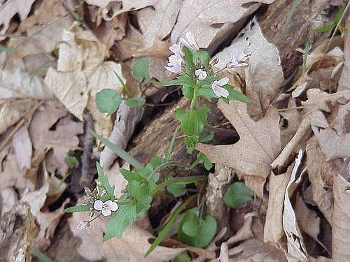 Cardamine bulbosa