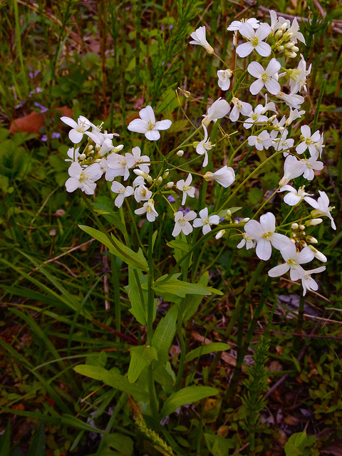 Cardamine bulbosa