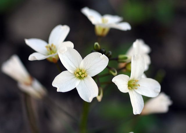 Cardamine californica