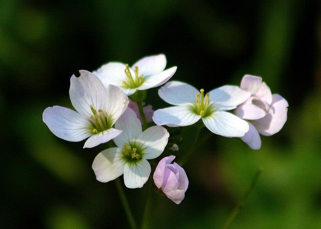 Cardamine californica