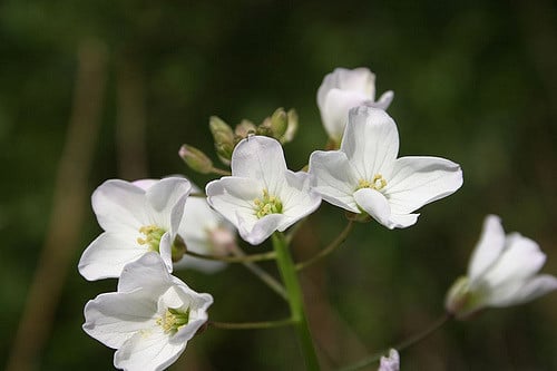 Cardamine californica