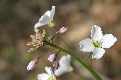 Cardamine californica
