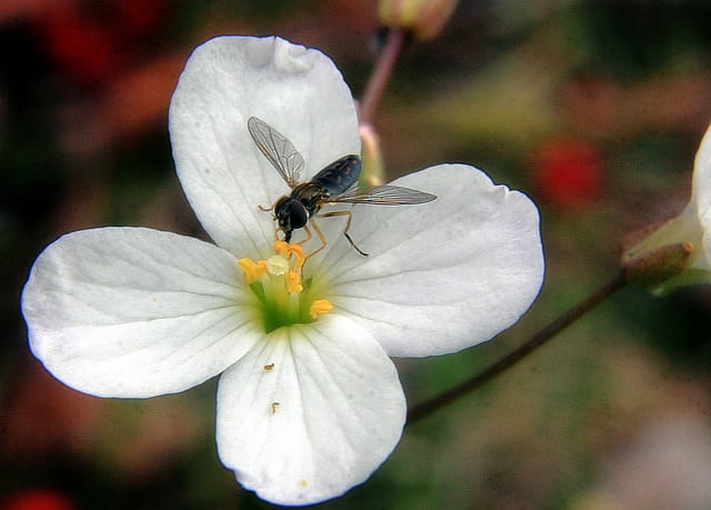 Cardamine californica