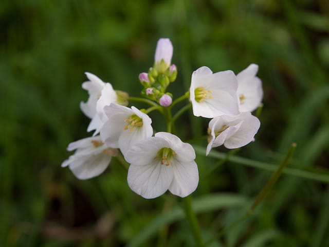 Cardamine californica (Cardamine californica)