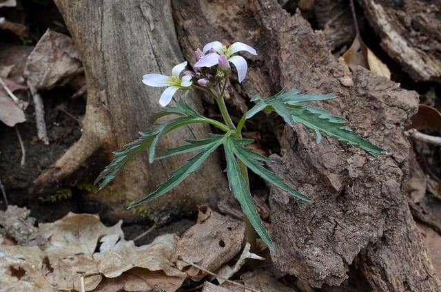 Cardamine à feuilles découpées