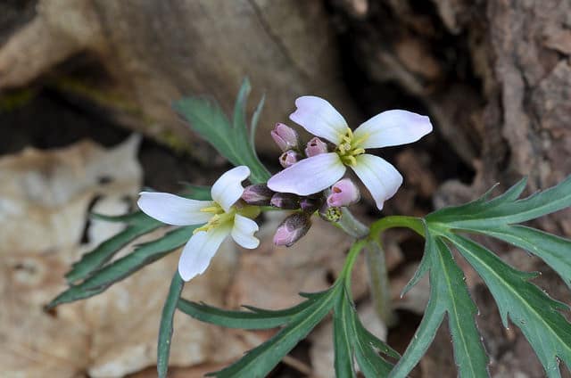 Cardamine à feuilles découpées