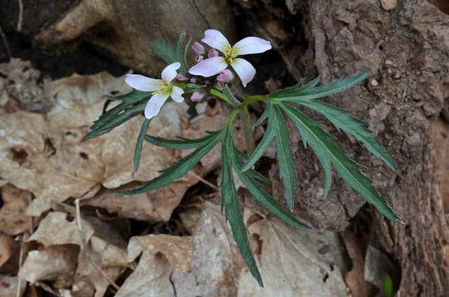 Cardamine à feuilles découpées