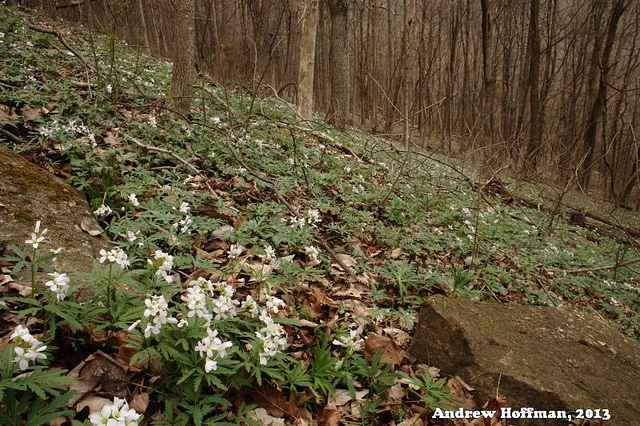 Cardamine à feuilles découpées (Cardamine concatenata)
