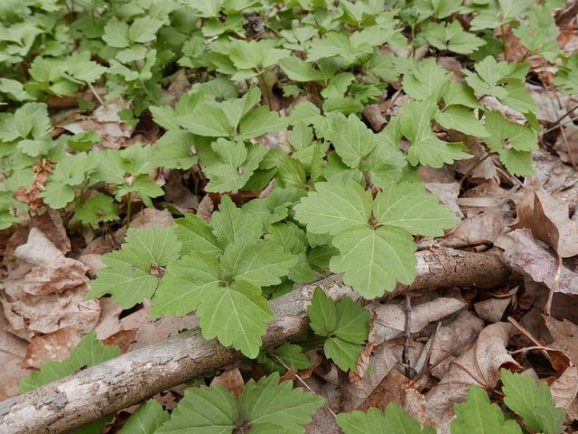 Cardamine carcajou