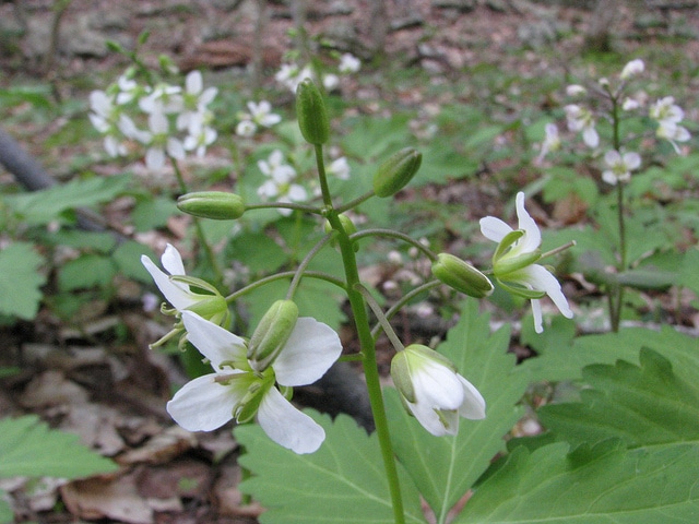 Cardamine carcajou
