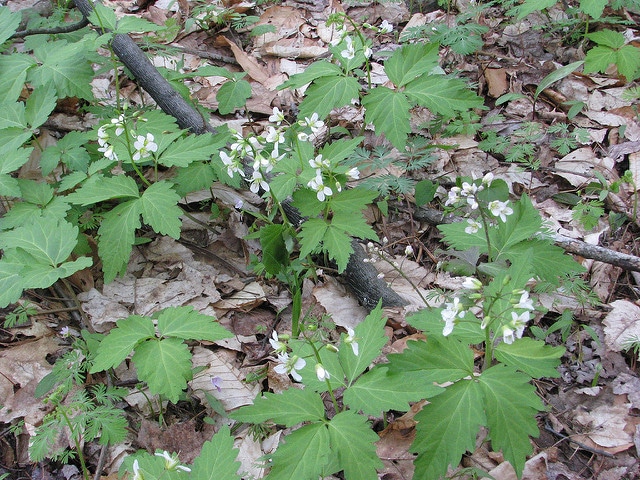 Cardamine carcajou (Cardamine diphylla)