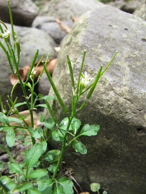 Cardamine des bois