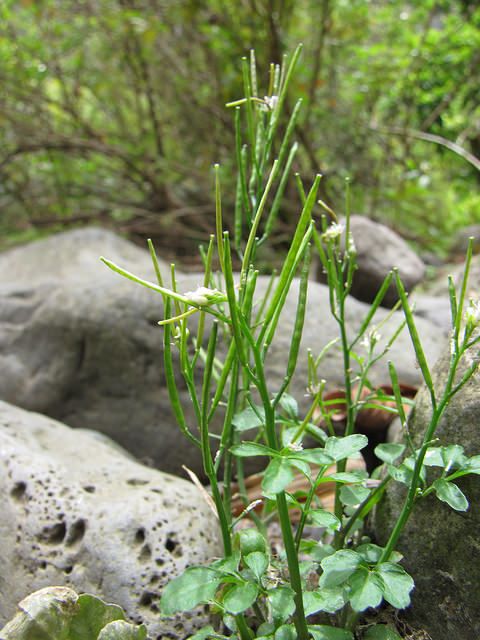 Cardamine des bois