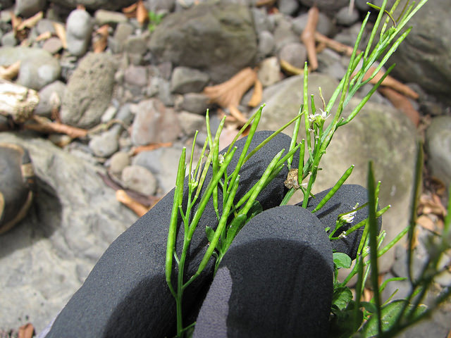 Cardamine des bois